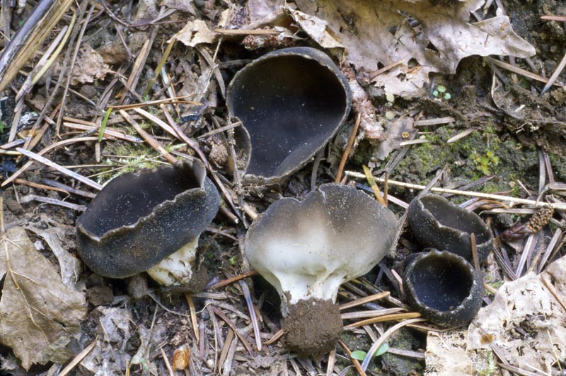 Helvella leucomelaena